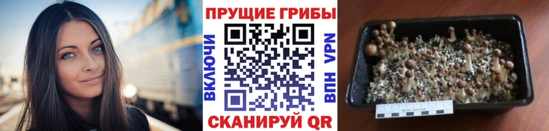 Псилоцибиновые грибы прущие грибы  Северо-Курильск 